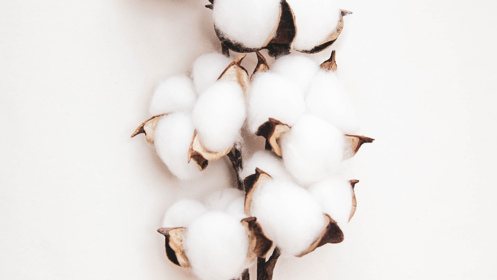 Cotton